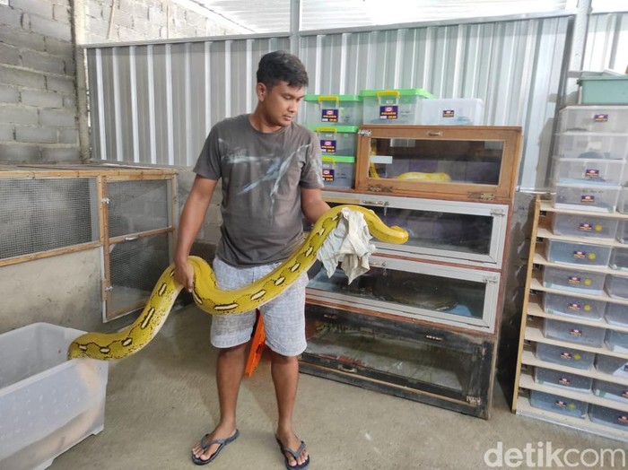 Didit Marsanto (29), peternak ular piton di Pracimantoro.
