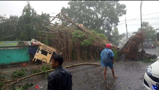 Pohon tumbang di Malang