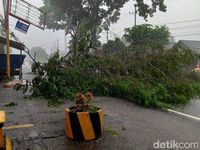 Hujan Disertai Angin Kencang Tumbangkan Sejumlah Pohon Di Malang