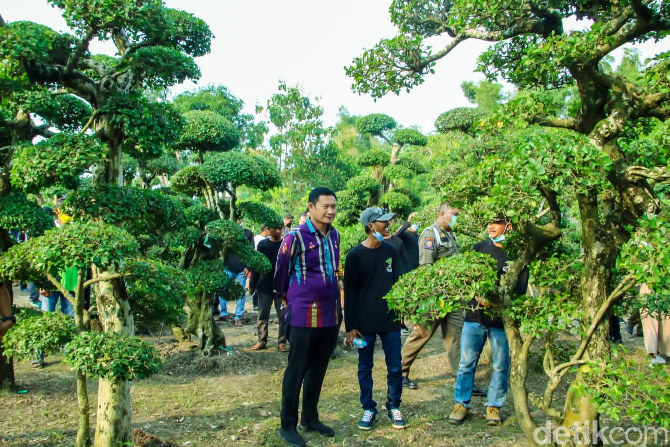 desa wisata tanaman hias