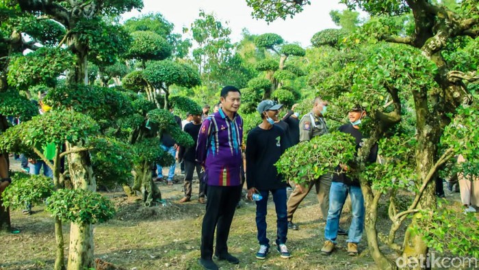 desa wisata tanaman hias