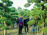 Lamongan Punya Desa Budidaya Tanaman Hias