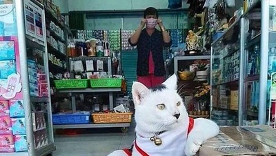 Bikin Ngakak! Aksi Santai Para Kucing Merajai Supermarket dan Nyuri Makanan