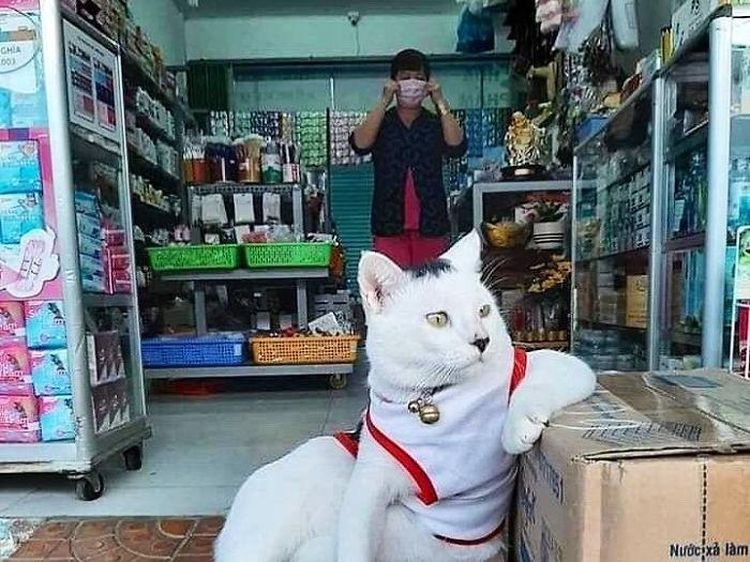 Bikin Ngakak! Aksi Santai Para Kucing Merajai Supermarket dan Nyuri Makanan