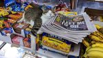 Bikin Ngakak! Aksi Santai Para Kucing Merajai Supermarket dan Nyuri Makanan