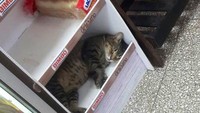 Mumpung rak roti di supermarket sedang kosong, kucing ini langsung tidur siang dengan lelap. Aksi kucing imut ini terlelap di rak roti yang kosong berhasil memancing komentar dari netizen. Foto: Twitter @Bodegacats_