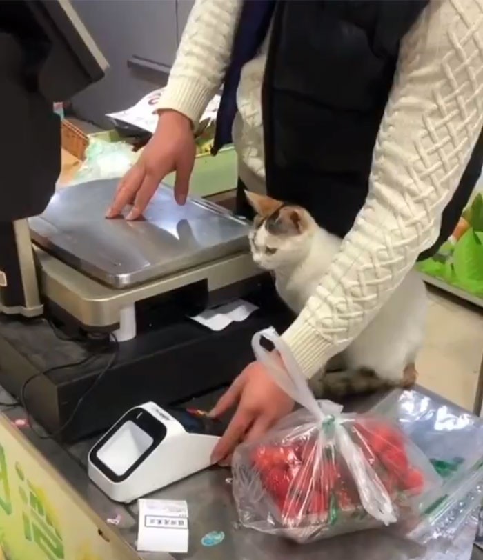 Bikin Ngakak! Aksi Santai Para Kucing Merajai Supermarket dan Nyuri Makanan Bikin Ngakak! Aksi Santai Para Kucing Merajai Supermarket dan Nyuri Makanan