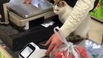 Bikin Ngakak! Aksi Santai Para Kucing Merajai Supermarket dan Nyuri Makanan