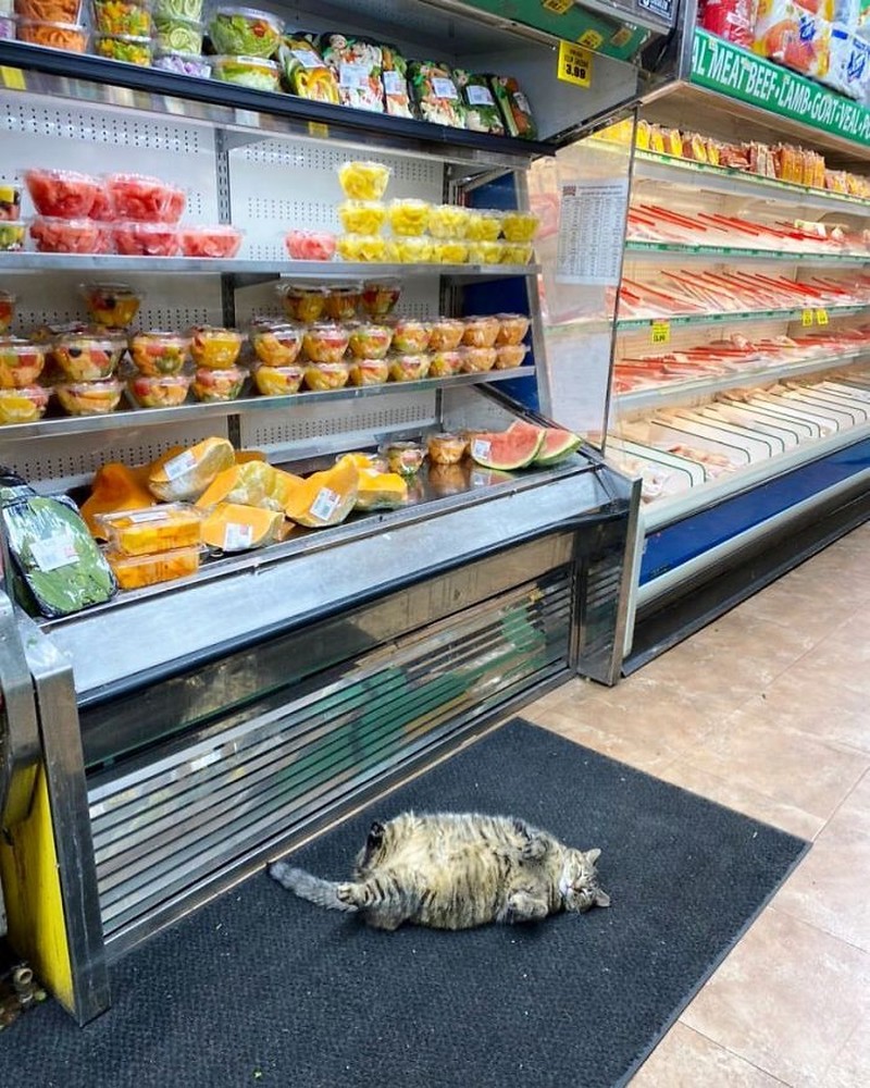Bikin Ngakak! Aksi Santai Para Kucing Merajai Supermarket dan Nyuri Makanan