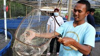 Sistem bioflok yakni suatu teknik budidaya melalui rekayasa lingkungan yang mengandalkan pasokan oksigen dan pemanfaat mikroorganisme yang secara langsung dapat meningkatkan nilai kecernaan pakan.