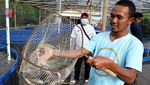 Budidaya Ikan dengan Sistem Bioflok di Brebes