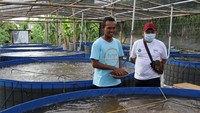 Manajer Program Ekosistem kelautan Yayasan Kehati Toufik Alansar meninjau kegiatan budidaya ikan nila sistem bioflok. Yayasan Kehati bersama Masyarakat Pelestarian Hutan Pesisir (KMPHP) Mangrove Sari, menjalankan kegiatan budi daya ikan nila sistem bioflok di Desa Kaliwlingi Kabupaten Brebes.