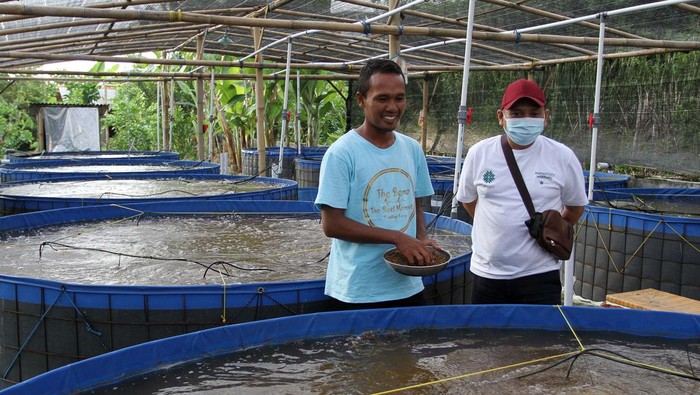 Budidaya ikan dengan sistem bioflok kini banyak dilakukan para peternak ikan. Salah satunya di Desa Kaliwlingi Kabupaten Brebes.