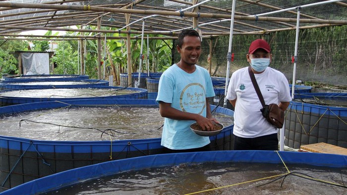 Budidaya Ikan dengan Sistem Bioflok di Brebes Budidaya ikan dengan sistem bioflok kini banyak dilakukan para peternak ikan. Salah satunya di Desa Kaliwlingi Kabupaten Brebes.