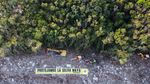 Hutan Adat di Meksiko Tergusur Proyek KA, Greenpeace Protes Keras
