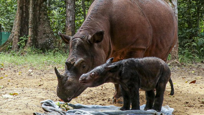 Seekor bayi badak Sumatera berjenis kelamin betina lahir di Suaka Rhino Sumatera Taman Nasional Way Kambas, Lampung. Bayi badak ini lahir pada Kamis (24/3) lalu