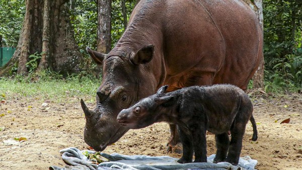 Diketahui, seekor bayi badak Sumatera lahir di Suaka Rhino Sumatera Taman Nasional Way Kambas, Lampung, pada Kamis (24/3) lalu. 