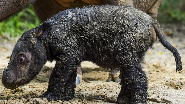 Bayi badak Sumatera itu lahir dari hasil perkawinan badak jantan bernama Andatu dan badak betina bernama Rosa pada Kamis (24/3) pukul 11.44 WIB di Suaka Rhino Sumatera Taman Nasional Way Kambas, Lampung. Bayi badak Sumatera itu lahir dari hasil perkawinan badak jantan bernama Andatu dan badak betina bernama Rosa pada Kamis (24/3) pukul 11.44 WIB di Suaka Rhino Sumatera Taman Nasional Way Kambas, Lampung.Â