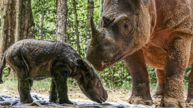 Gemas! Ini Bayi Badak yang Baru Lahir di Taman Nasional Way Kambas Seekor bayi badak Sumatera berjenis kelamin betina lahir di Suaka Rhino Sumatera Taman Nasional Way Kambas, Lampung. Bayi badak ini lahir pada Kamis (24/3) lalu