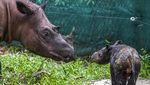 Gemas! Ini Bayi Badak yang Baru Lahir di Taman Nasional Way Kambas