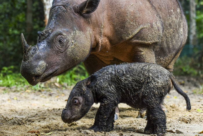 Seekor bayi badak Sumatera berjenis kelamin betina lahir di Suaka Rhino Sumatera Taman Nasional Way Kambas, Lampung. Bayi badak ini lahir pada Kamis (24/3) lalu