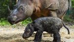 Gemas! Ini Bayi Badak yang Baru Lahir di Taman Nasional Way Kambas