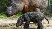  Bayi badak Sumatera yang baru lahir tampak beraktivitas bersama induknya yang bernama Rosa di Suaka Rhino Sumatera, Taman Nasional Way Kambas (SRS TNWK), Lampung.