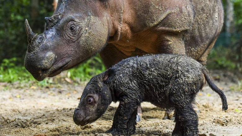 Gemas! Ini Bayi Badak yang Baru Lahir di Taman Nasional Way Kambas Seekor bayi badak Sumatera berjenis kelamin betina lahir di Suaka Rhino Sumatera Taman Nasional Way Kambas, Lampung. Bayi badak ini lahir pada Kamis (24/3) lalu