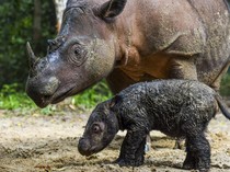 Catat! Taman Nasional dan Taman Wisata Alam Kemenhut Yang Tutup di Libur Lebaran