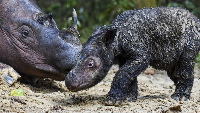Seekor bayi badak Sumatera berjenis kelamin betina lahir di Suaka Rhino Sumatera Taman Nasional Way Kambas, Lampung. Bayi badak ini lahir pada Kamis (24/3) lalu