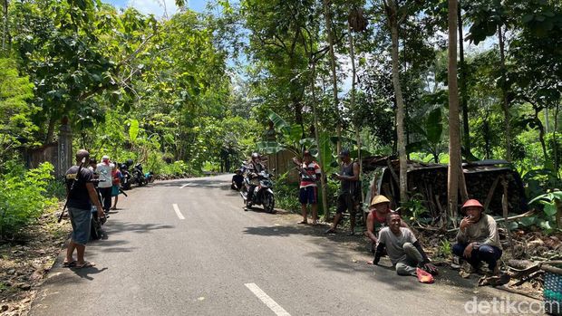 Kawanan Monyet menyerang lahan pertanian warga Tepus Gunungkidul, Selasa (29/3/2022).Serang Lahan Pertanian, Warga Tepus Gunungkidul Kewalahan