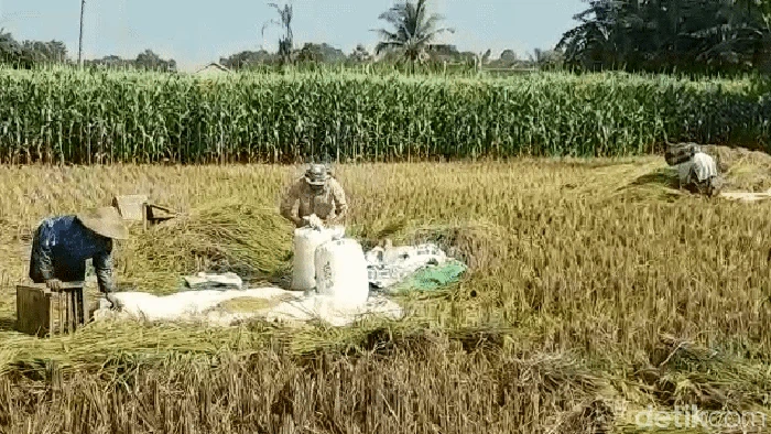 Petani di Sukabumi kesulitan mendapat solar untuk traktor dan mesin giling.