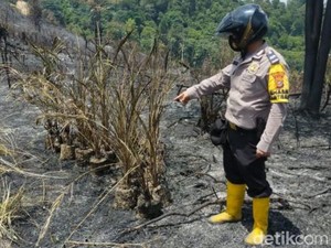 70 Ha Lahan di Rokan Hulu Terbakar, Pemadaman Terkendala Ketersediaan Air