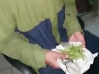 Kocak! Beli Ganja Dapatnya Daun Tanaman Hias, Pria Palembang Lapor Polisi