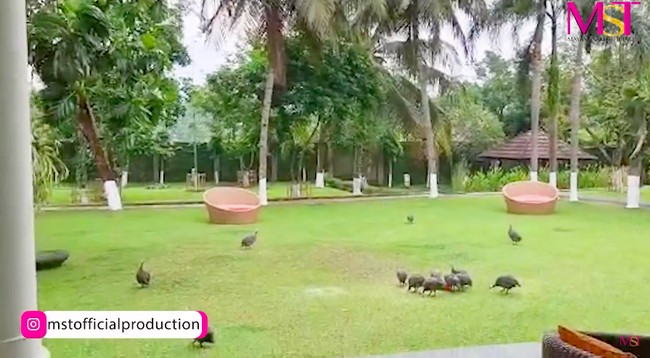 Halaman rumah Mayangsari begitu luas. Sejauh mata memandang, hamparan rumput hijau terlihat. Dari sini, panorama Gunung Slamet juga bisa dinikmati. (Foto: YouTube/MST Production)