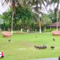 Halaman rumah Mayangsari begitu luas. Sejauh mata memandang, hamparan rumput hijau terlihat. Dari sini, panorama Gunung Slamet juga bisa dinikmati. (Foto: YouTube/MST Production)