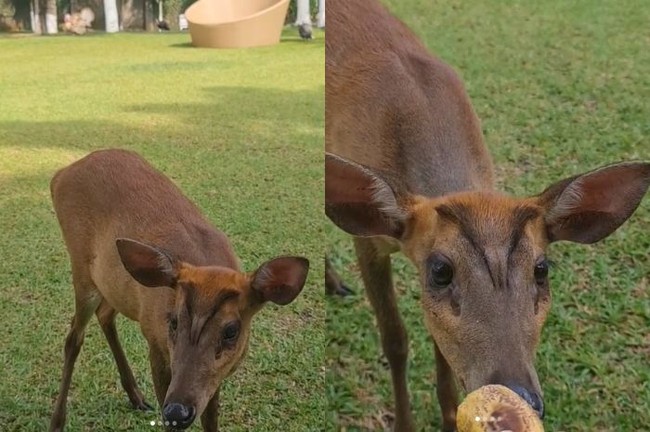 Saking luasnya, Mayangsari memelihara berbagai jenis binatang. Mulai dari burung hingga rusa kecil. (Foto: Instagram/@mayangsari_official)