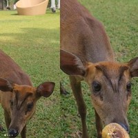 Saking luasnya, Mayangsari memelihara berbagai jenis binatang. Mulai dari burung hingga rusa kecil. (Foto: Instagram/@mayangsari_official)
