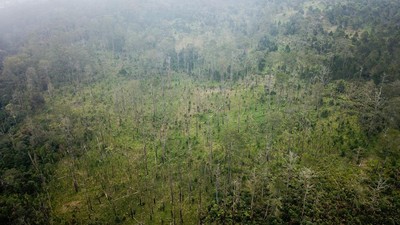 Penampakan Terkini Kawasan Hutan Lindung di Tangkuban Parahu