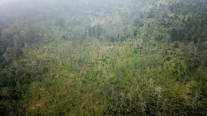 Terus Menyusut, Hutan di Pulau Jawa Makin Gundul Foto udara kawasan hutan lindung yang gundul di Kaki Gunung Tangkuban Parahu, Sukawana, Lembang, Kabupaten Bandung Barat, Jawa Barat, Sabtu (26/3/2022). Data Kementerian Lingkungan Hidup dan Kehutanan (KLHK) mencatat, luas tutupan hutan di Pulau Jawa hingga 2020 hanya tinggal 17 persen, turun dari sebelumnya 26 persen pada 1990. ANTARA FOTO/Raisan Al Farisi/aww.