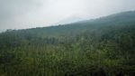 Penampakan Terkini Kawasan Hutan Lindung di Tangkuban Parahu