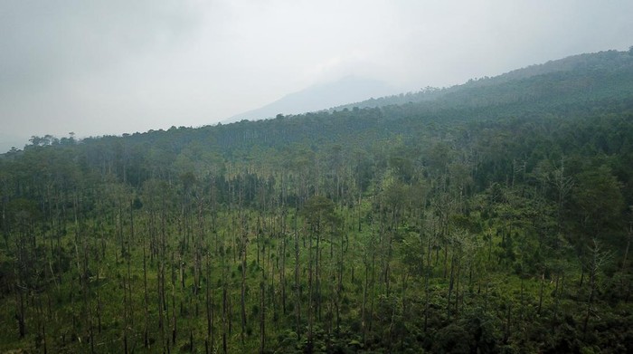 Foto udara kawasan hutan lindung yang gundul di Kaki Gunung Tangkuban Parahu, Sukawana, Lembang, Kabupaten Bandung Barat, Jawa Barat, Sabtu (26/3/2022). Data Kementerian Lingkungan Hidup dan Kehutanan (KLHK) mencatat, luas tutupan hutan di Pulau Jawa hingga 2020 hanya tinggal 17 persen, turun dari sebelumnya 26 persen pada 1990. ANTARA FOTO/Raisan Al Farisi/aww.