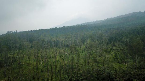 Foto udara kawasan hutan lindung yang gundul di Kaki Gunung Tangkuban Parahu, Sukawana, Lembang, Kabupaten Bandung Barat, Jawa Barat, Sabtu (26/3/2022). Data Kementerian Lingkungan Hidup dan Kehutanan (KLHK) mencatat, luas tutupan hutan di Pulau Jawa hingga 2020 hanya tinggal 17 persen, turun dari sebelumnya 26 persen pada 1990. ANTARA FOTO/Raisan Al Farisi/aww.