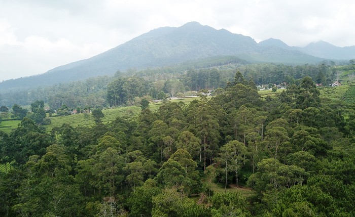 Foto udara kawasan hutan lindung yang gundul di Kaki Gunung Tangkuban Parahu, Sukawana, Lembang, Kabupaten Bandung Barat, Jawa Barat, Sabtu (26/3/2022). Data Kementerian Lingkungan Hidup dan Kehutanan (KLHK) mencatat, luas tutupan hutan di Pulau Jawa hingga 2020 hanya tinggal 17 persen, turun dari sebelumnya 26 persen pada 1990. ANTARA FOTO/Raisan Al Farisi/aww.