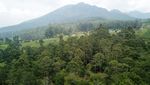 Penampakan Terkini Kawasan Hutan Lindung di Tangkuban Parahu