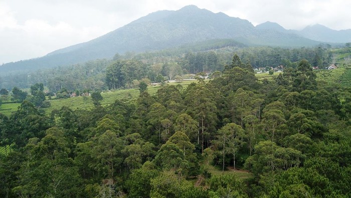 Foto udara kawasan hutan lindung yang gundul di Kaki Gunung Tangkuban Parahu, Sukawana, Lembang, Kabupaten Bandung Barat, Jawa Barat, Sabtu (26/3/2022). Data Kementerian Lingkungan Hidup dan Kehutanan (KLHK) mencatat, luas tutupan hutan di Pulau Jawa hingga 2020 hanya tinggal 17 persen, turun dari sebelumnya 26 persen pada 1990. ANTARA FOTO/Raisan Al Farisi/aww.