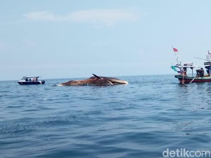 Bangkai Paus Bungkuk 20 Meter di Perairan Sampang Ditenggelamkan