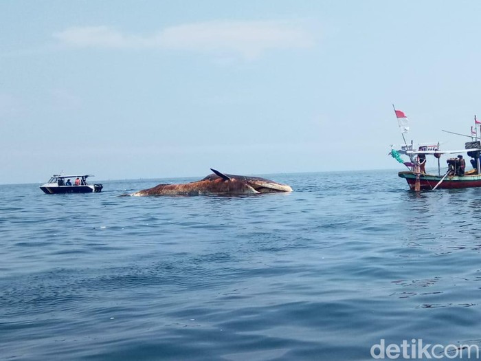 Bangkai paus bungkuk di perairan Sampang