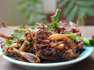 Belalang Goreng Populer di Gunung Kidul, Halal Dikonsumsi Muslim