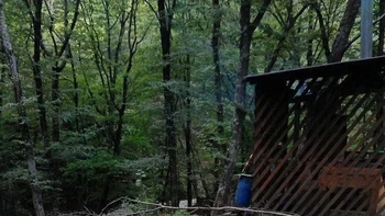 Seolah badan anjing ini terbelah. Foto: Pocket-lint